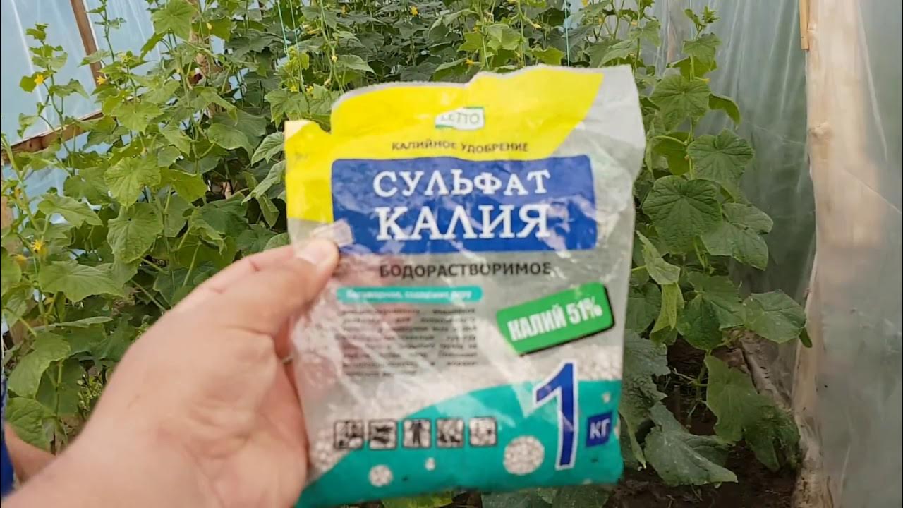 Как подкормить огурцы калием