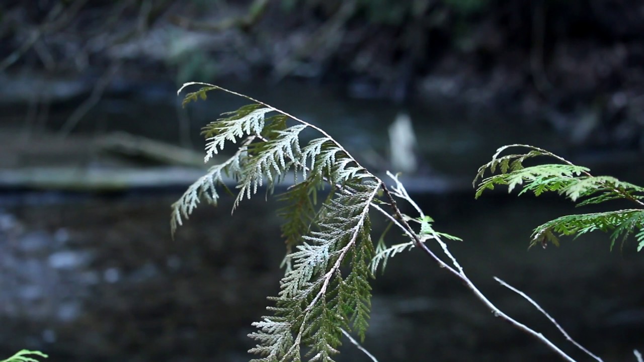 Orono Crown Lands: Early Spring Scenes Along Wilmot Creek (April 2017)