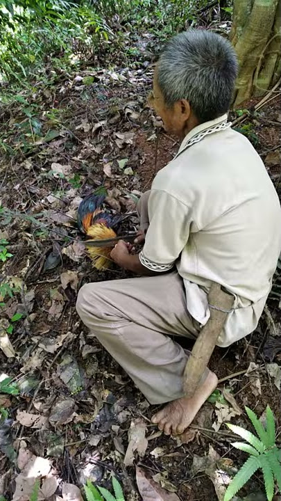 PIKAT AYAM HUTAN KENA TEMBAK 🙏 #julius codetz#ayamhutanjantan #ayamhutan #ayam #petualang #belukar