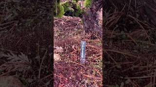 Pinus thunbergii Japanese Black Pine #trees #conifers #japanesegardens #frontyardgarden #shrubs