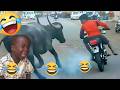 🤣 TRY NOT TO LAUGH Challenge 😂 Funniest Viral Videos Compilation 2026 | Impossible To Watch