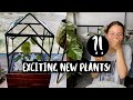 Unboxing the RAREST PLANT In My Collection! + Setting up A Mini Terrarium!