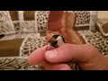 علاج كل الجروح والاصابات في اي مكان من جسم الحسون او الكناري وباقي الطيور 
