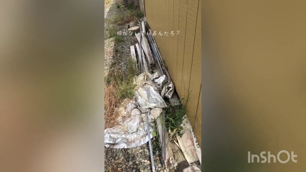 これ ハクビシンの鳴き声 夜中のうるさい声の正体を動画で見極める 害獣お助け本舗