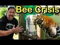 Why We Got Rid Of Our Bees? Honey Bee Crisis!