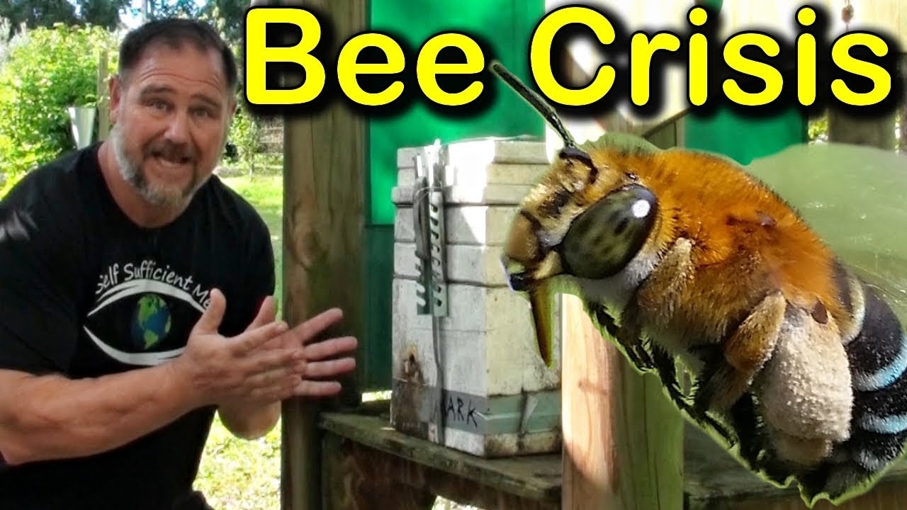 beetlejuice Why We Got Rid Of Our Bees? Honey Bee Crisis!