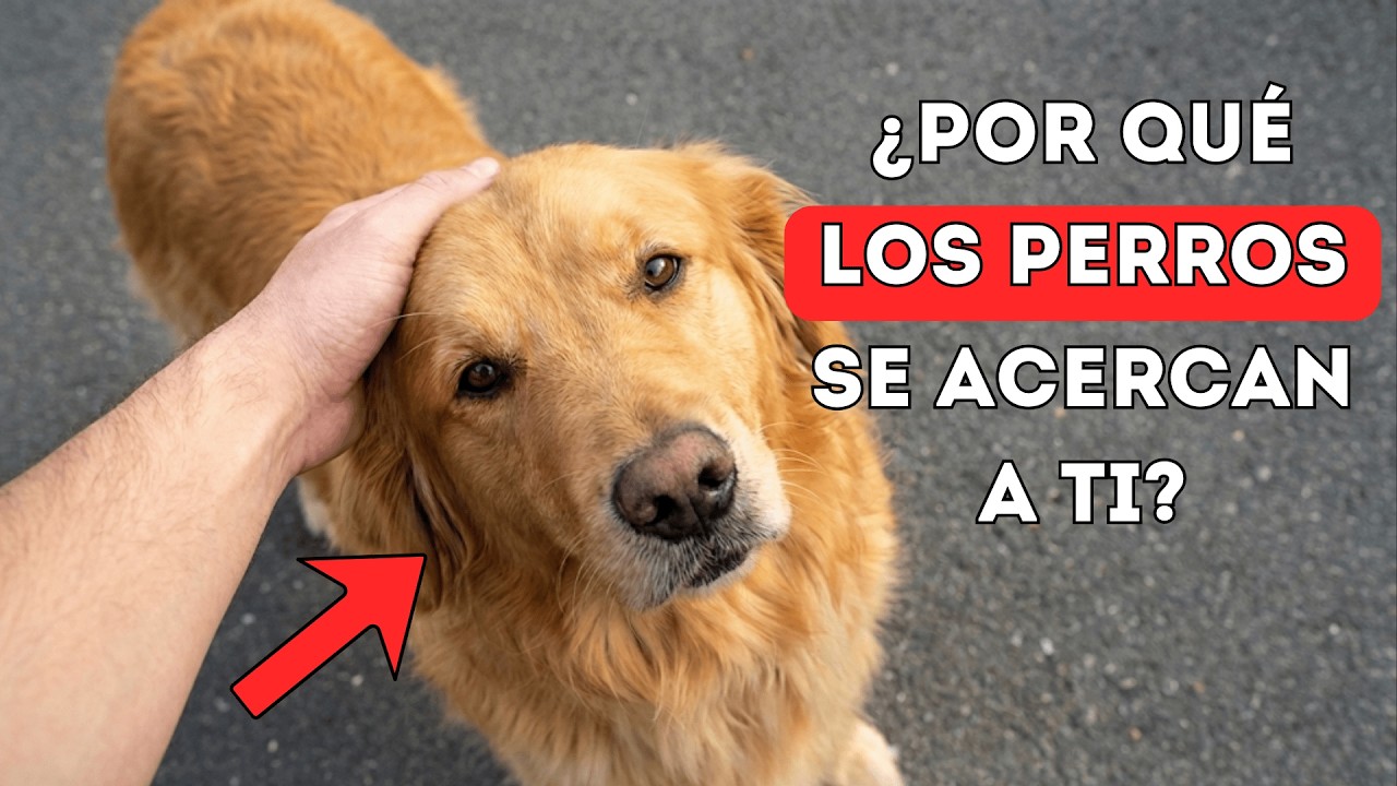 ¿Un Perro Extraño se te Acercó? ¡ESTO SIGNIFICA! (La razón #9 te dejará sin aliento)