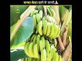 कच्चा केला खाने के फायदे | Raw Banana Benefits in Hindi 🍌 #shorts #youtubeshorts #trending
