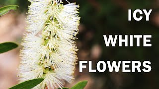 Icy Burst - Callistemon