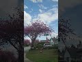 밴쿠버 숨은 벚꽃 마을!! Vancouver's hidden cherry blossom village Canada 🇨🇦 #15