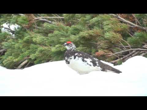 ライチョウ（3）夏羽♂♀雛（室堂） - Ptarmigan / Grouse - Wild Bird