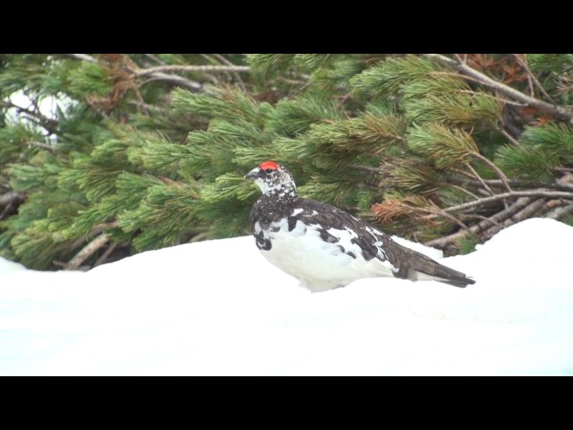 ライチョウ（3）夏羽♂♀雛（室堂） - Ptarmigan / Grouse - Wild Bird