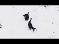 Jara Official Trailer #2  - Caucasian Black Grouse (2016)