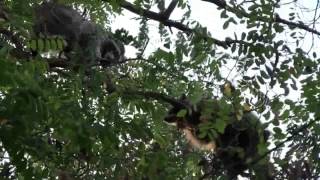 Raccoon Fight in a Tree (Animals Being Jerks/Annoying/Fighting)