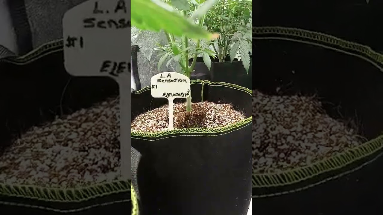 exotic ,surfer, solfire, elevated