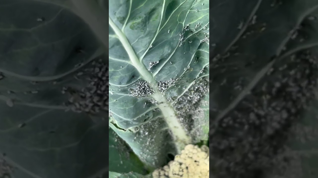 Green aphids in cauliflower