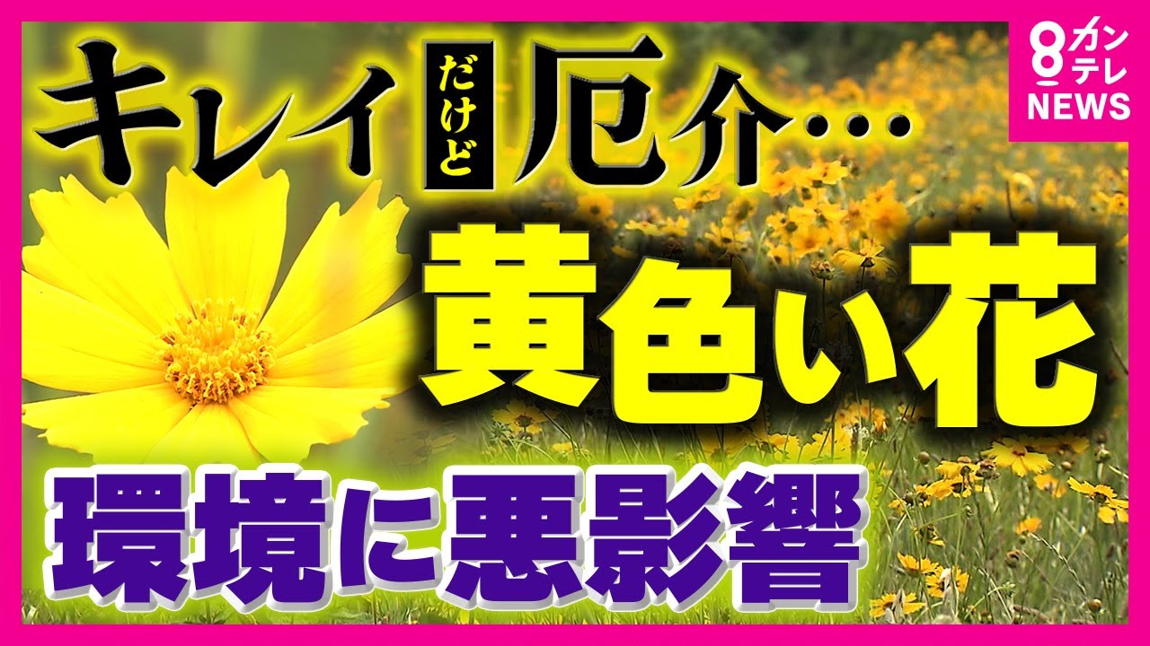 The yellow flower is a beautiful yet dangerous 