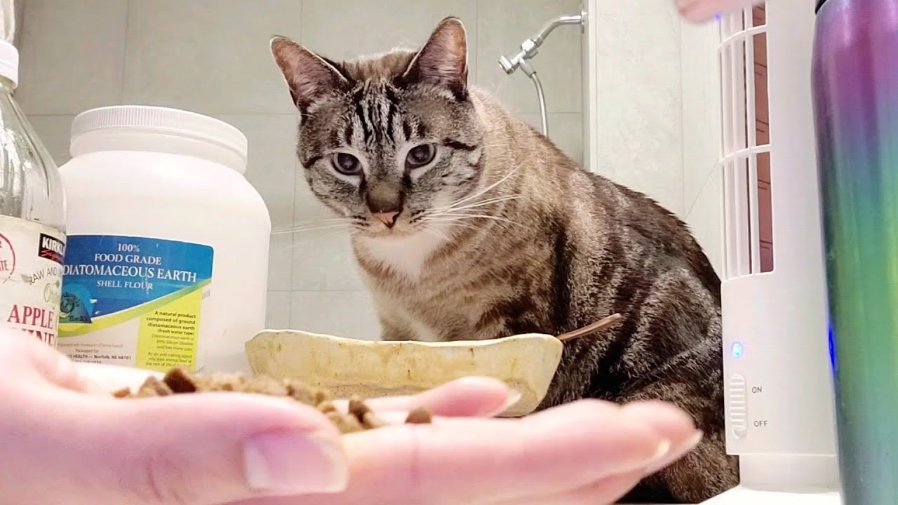 Fromm Family Foods Beef Liváttini Veg® Recipe Kibble With Wet Cat Food