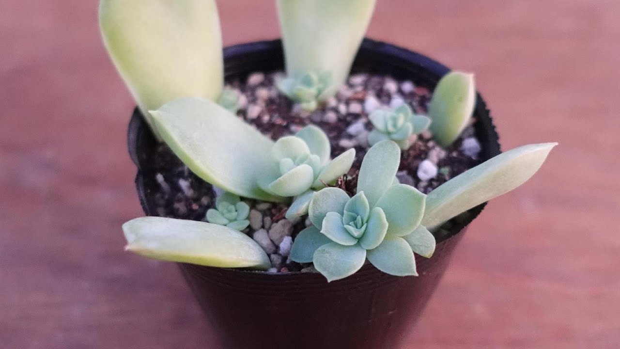 #270【葉挿しの植え替え】いつ植え替える？大きさは？植え替えないとダメ？