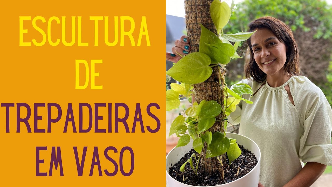 PLANTAS VERDES: A melhor escutura para as plantas que são trepadeiras - em vaso