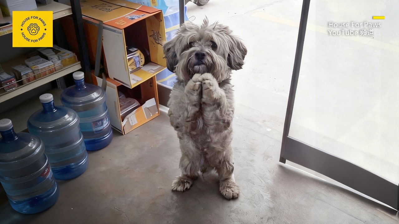 Собака "кланяющаяся" на улице наконец получает ответ после умоляния бесчисленных людей