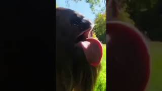 Con Dê Bá Đạo Nhất Thế Giới