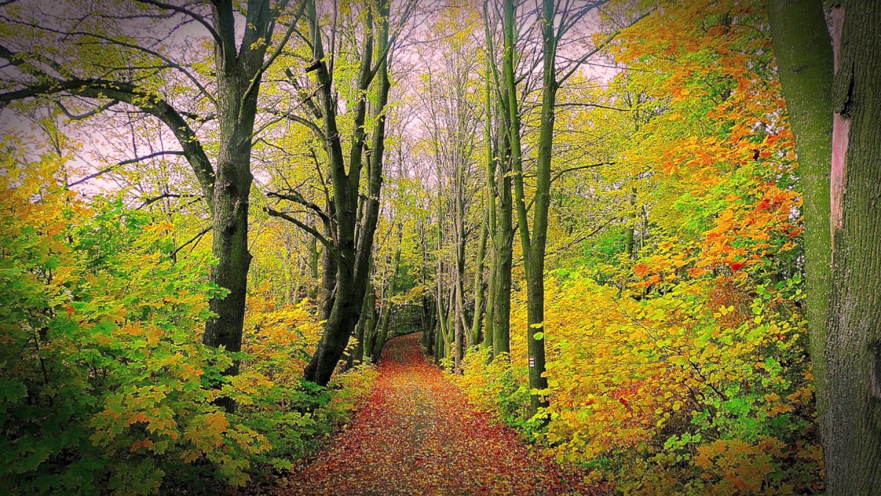 Trail in the woods - Relax Channel