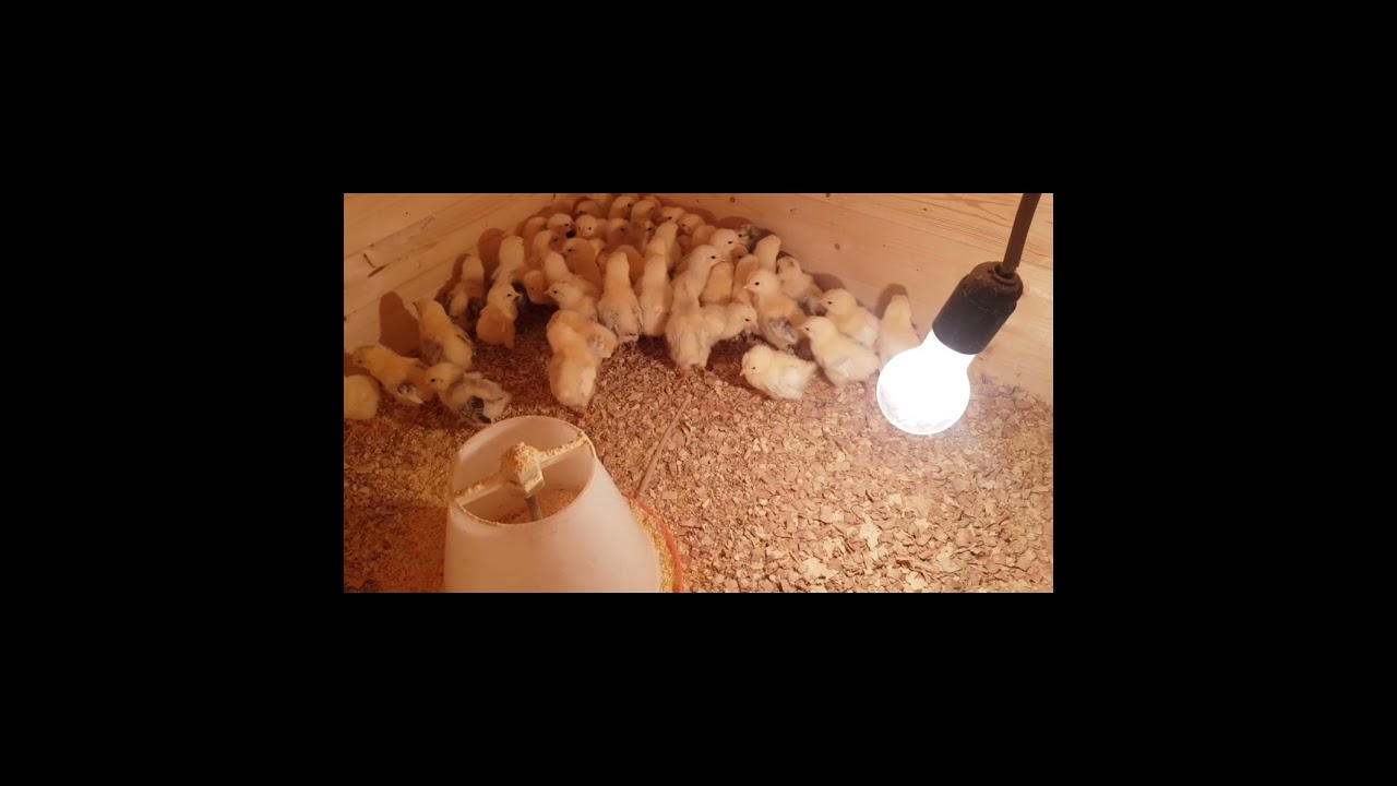 cücə saxlama qaydaları 2( ferma A) cücənin istiliyi neçə olmalıdır və necə tənzimlənməlidir