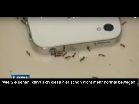 Auswirkungen von Handystrahlung auf Ameisen