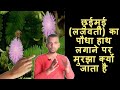 छुईमुई के पौधे को हाथ लगाने पर क्यों सिकुड़ जाता है | Chhuimui | Lazwati | Hand | AC Prashant