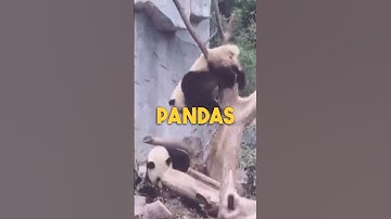 Say goodbye to Pandas