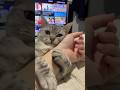 一日中パパの腕に巻きついてる猫!! #shorts #猫 #cat