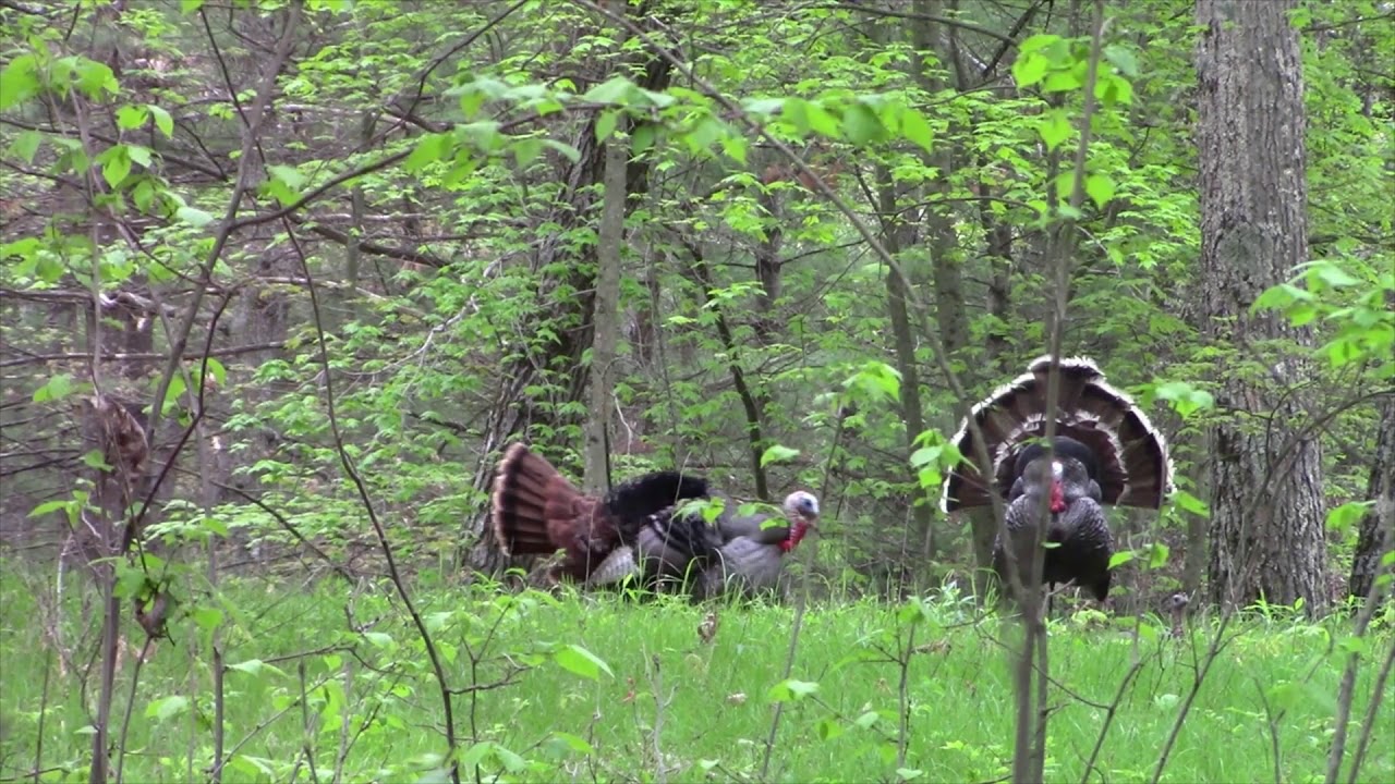 2021 Wisconsin Turkey Season