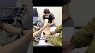 #cat #kedi #animal #köpek #animals #pet #pets #keşfet #cute #hamster #love #kediler #funnycats