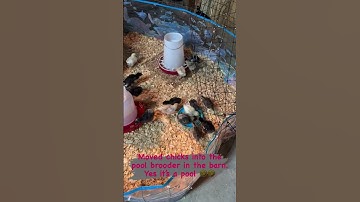 Pool Brooder #chickencoop