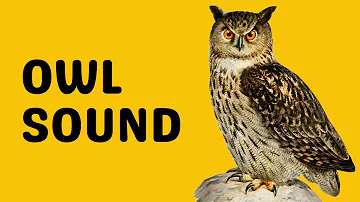 Owl Sound | Hoot