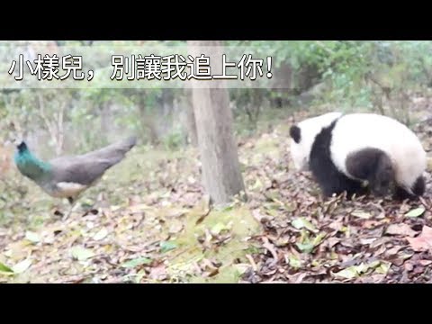 《熊貓早晚安》小樣兒，別讓我追上你！| iPanda