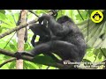 Mother–Infant Bonobos Social Play!【Observations of Bonobos #209】