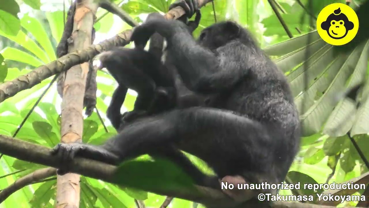 Mother–Infant Bonobos Social Play!【Observations of Bonobos #209】