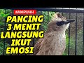Mewahhhhh Pancingan Trucukan Susah Bunyi Dijamin Langsung Nyaut Gacor Emosi Mp3 - Mp4 Download