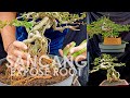 SANCANG EXPOSE ROOT NAIK POT