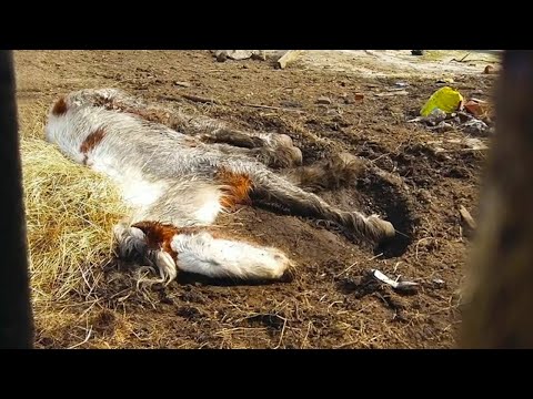 Видео: Миниатюрная лошадка помогает поднять настроение в детской больнице Акрона