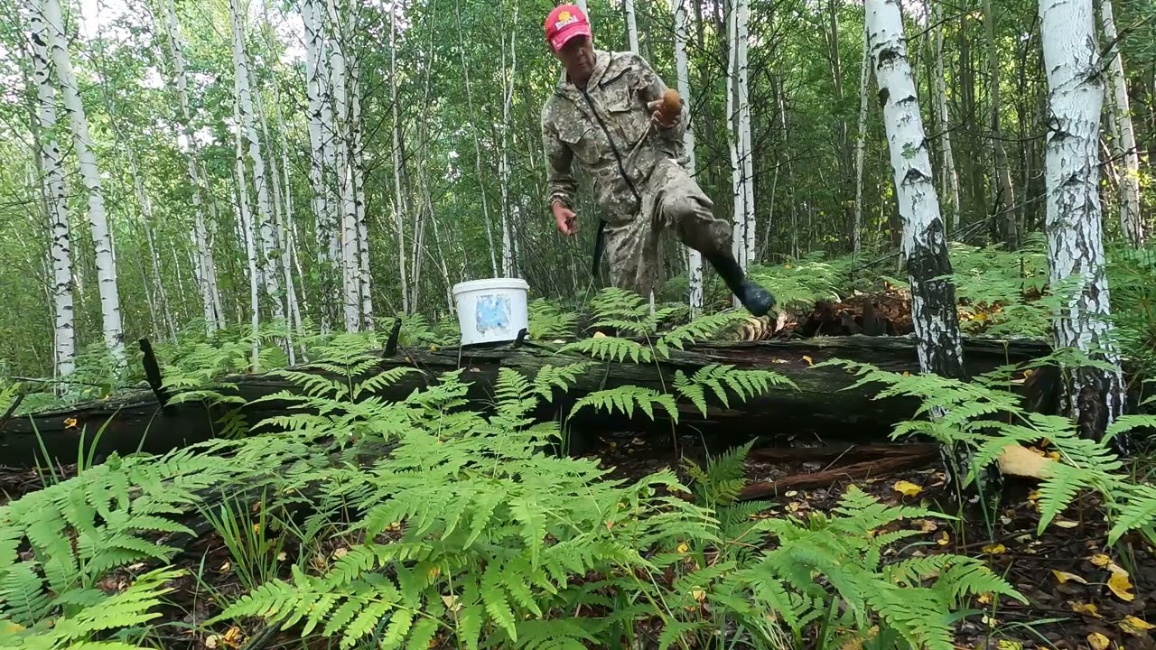 Белые грибы. полная машина за 3 часа.