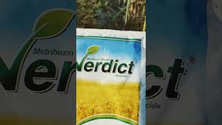 Video Video Mattery Jeen