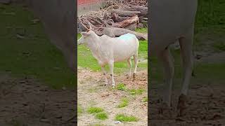 भगवान श्री कृष्णा और गौ माता की अनोखी कहानी #cow #viral #video