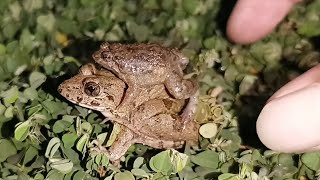 Funny Frogs The Funny Frogs Cute Frog Catching And Touching Funny Frog Catch Funny Froggy22