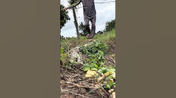 Bất ngờ phát hiện nguyên ổ Cá Thác Lác! #cauca #fishing #shorts