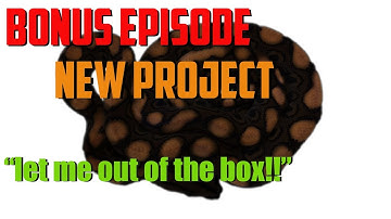 Bonus Episode 14 - Unboxing New Project (Brazilian Rainbow Boas)