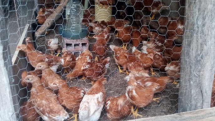 AN239-Span/AN389: Criando gallinas ponedoras en el patio