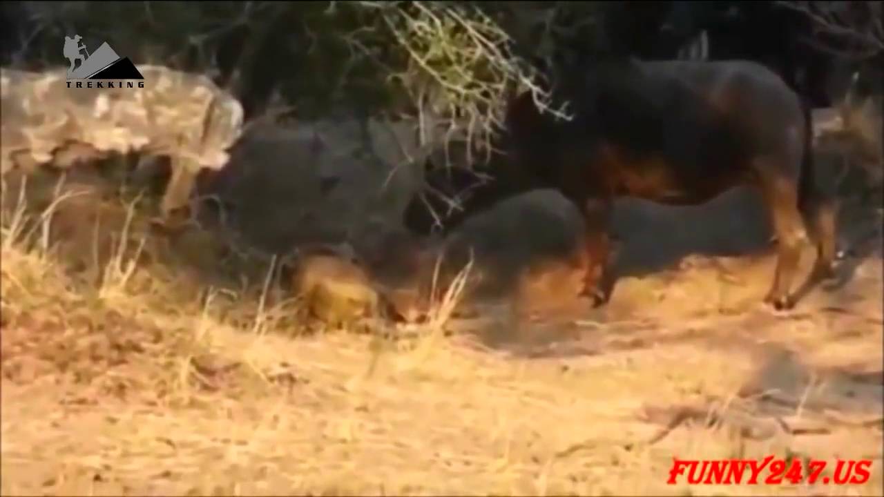 Battle fierce fight between Tiger and Buffalo Forest Support YouTube